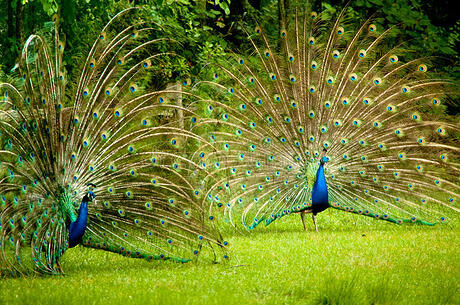 twin-peacocks-two-male-showing-their-true-colors-31460566